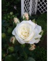 Garden rose Alabaster